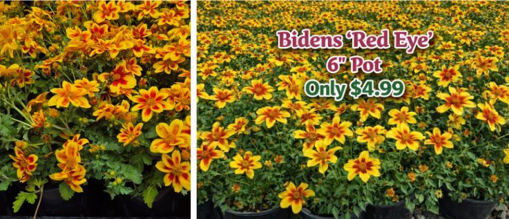 Rows of yellow and red Bidens 'Red Eye' flowers in pots, perfect for a cottage garden, with a sign reading "Bidens 'Red Eye' 6'' Pot Only £4.99"—don’t miss this stunning flower sale!.