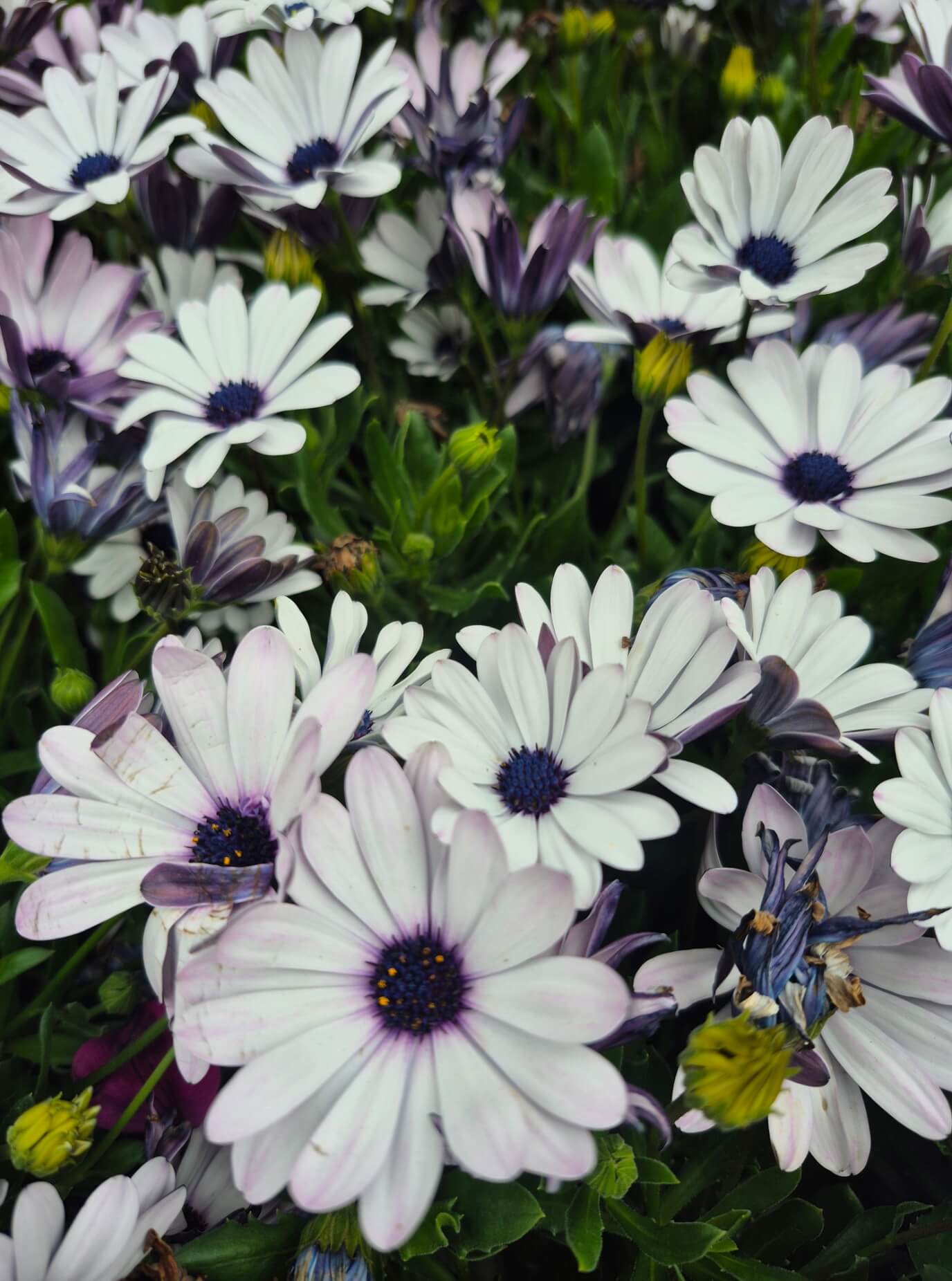 A cluster of white and light purple daisy-like garden flowers with dark centres, surrounded by lush green foliage—perfect for brightening up any cottage garden.