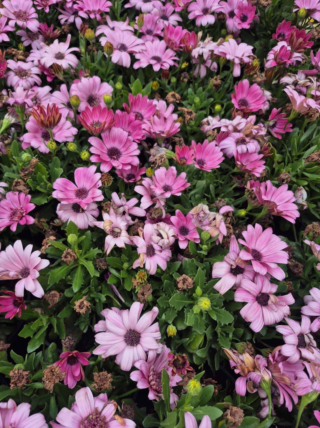 A dense cluster of pink and purple daisy-like flowers with green foliage evokes a charming cottage garden vibe, some blooms fully open and others wilting—perfect for your next flower sale arrangement.