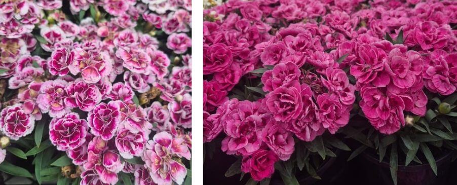 Two clusters of pink dianthus garden flowers: the left cluster has light pink petals with darker pink edges, and the right cluster has solid deep pink petals. Green leaves are visible beneath both, adding to a classic cottage garden feel.