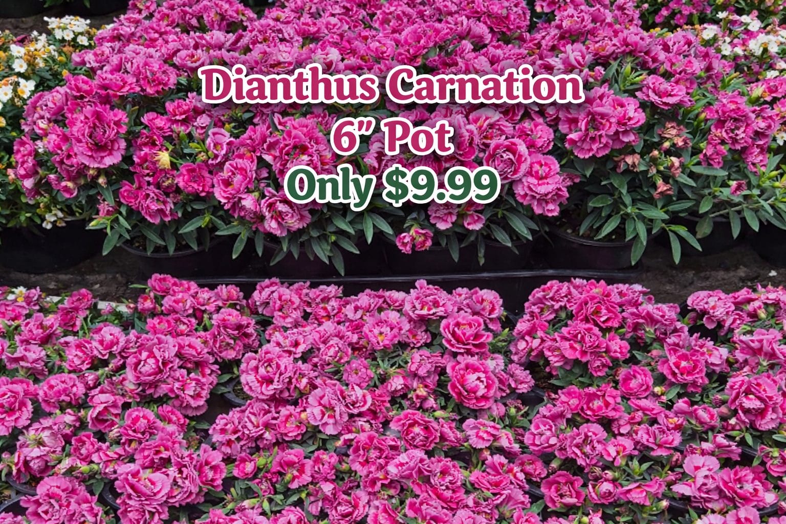 Pink dianthus carnations in 15-centimetre pots on display outside, perfect for your cottage garden, with a sign reading "Dianthus Carnation 15cm Pot Only £9.99" during our flower sale.