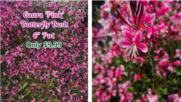 Left: Dense cluster of small pink butterfly bush flowers advertised for £9.99 in a 15cm pot during our Flower Sale. Right: Close-up of individual blooms, perfect for brightening up your cottage garden.