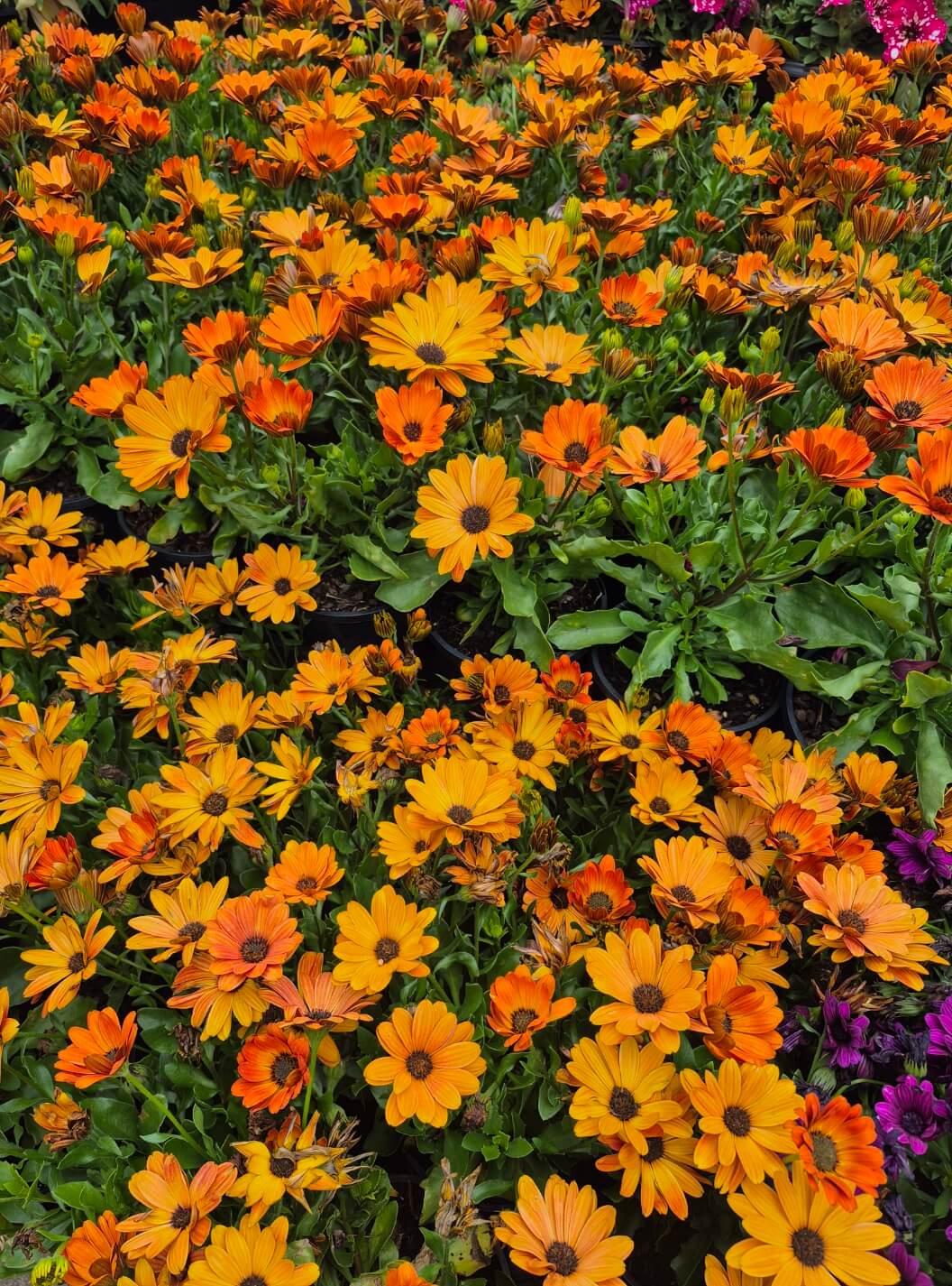 A dense cluster of orange and yellow daisy-like flowers with green foliage fills the frame, evoking a charming cottage garden ideal for any flower sale.