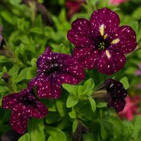 Three Petunia 'Galaxy' flowers bloom among green leaves, displaying dark purple petals with white speckles in a 10" hanging basket.
