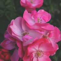 The Rose 'Smooth Touch® Smooth Harmony' Bush Form features vibrant, bright pink blooms framed by lush green leaves, creating a beautifully harmonious display.