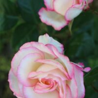Two cream-coloured roses with pink edges bloom among green leaves—Rosa 'Smooth Touch® Smooth Angel' Bush Form beautifully displays the delicate charm of Smooth Touch petals.