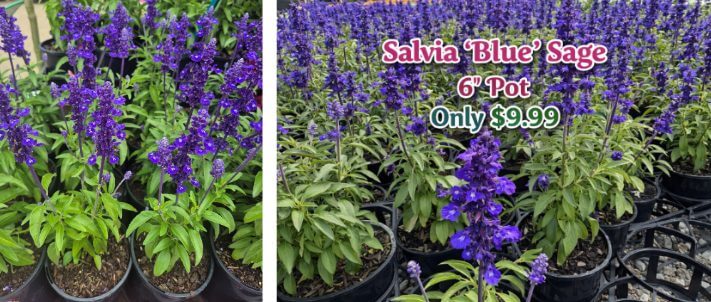 Rows of potted Salvia 'Blue' Sage with purple blooms create a charming cottage garden vibe; sign reads "15cm Pot Only £9.99"—perfect for a flower sale.