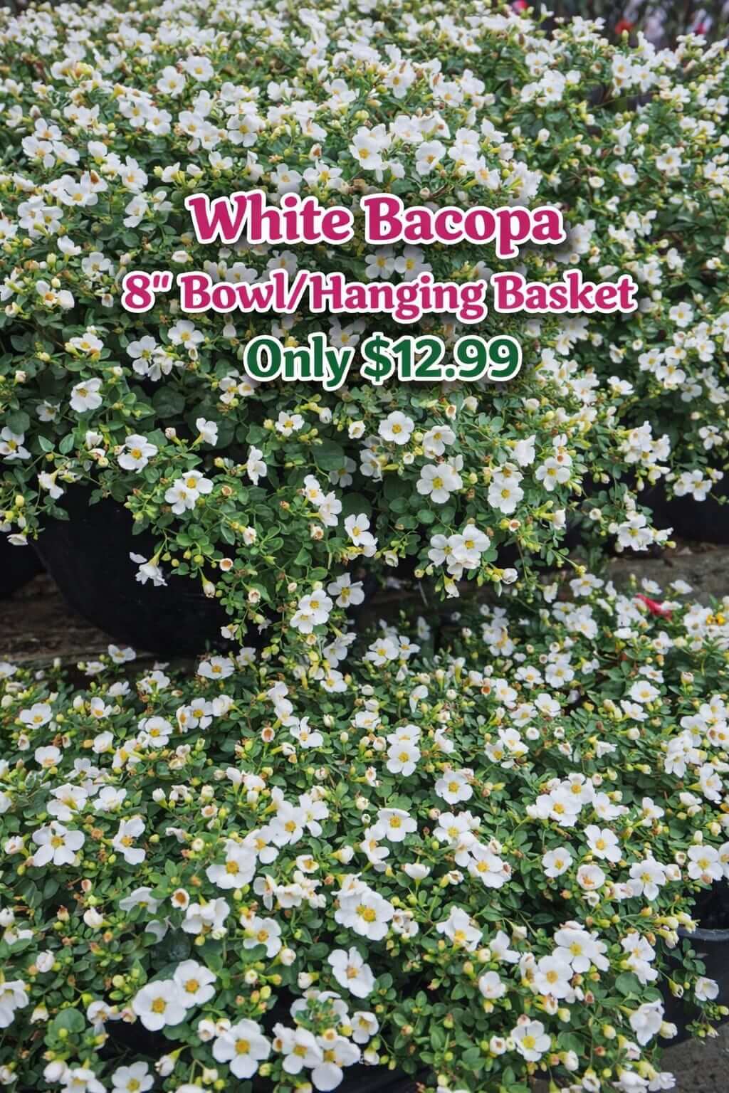 White Bacopa garden flowers in 8-inch bowls or hanging baskets are displayed for sale with a £12.99 Flower Sale sign—perfect for adding charm to your cottage garden.