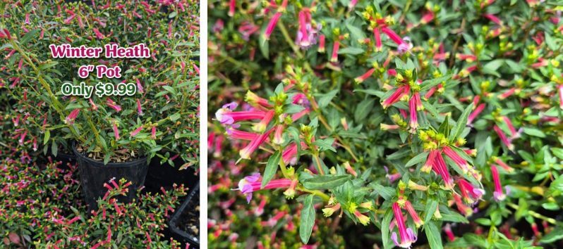 A 6-inch potted Winter Heath plant with small green leaves and pink flowers, perfect for a cottage garden, displayed among other pots. Sign shows price: £9.99.