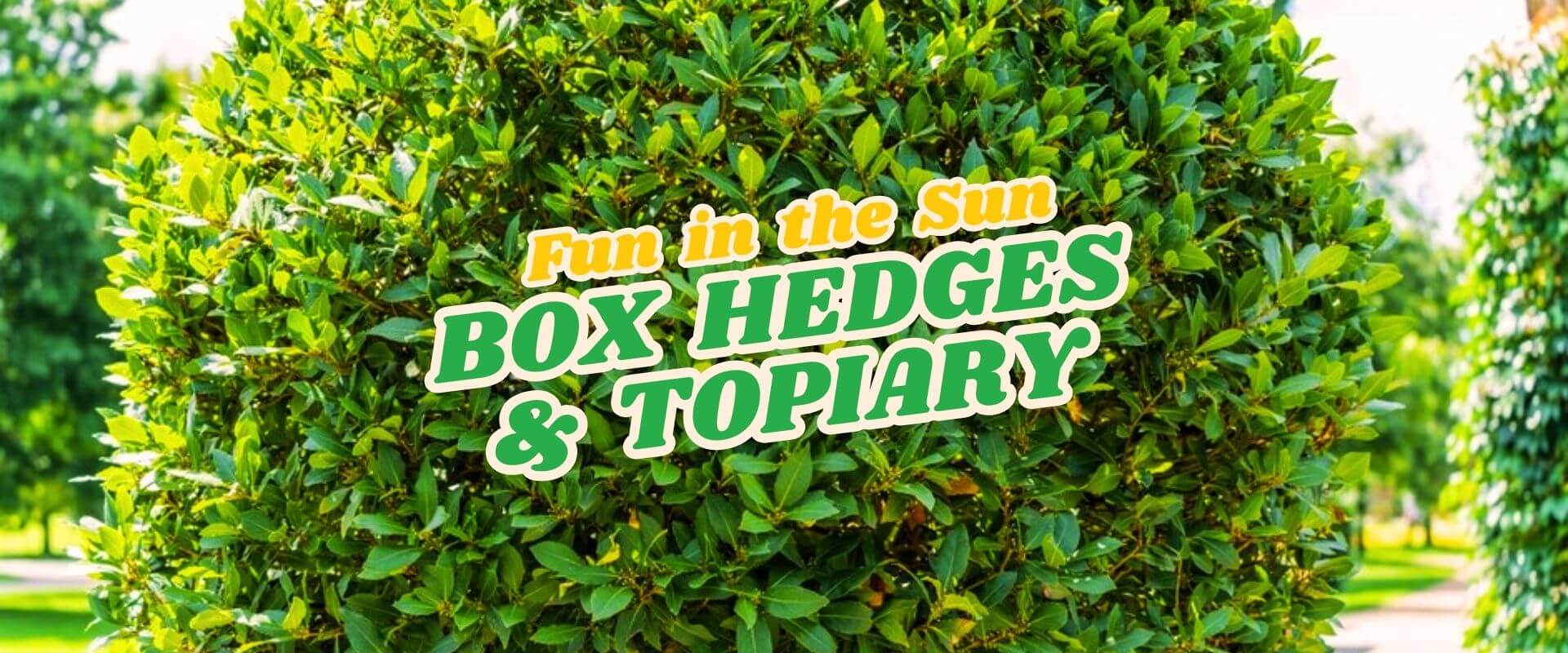 Close-up of a green, neatly trimmed box hedge with the text "FUN IN THE SUN Flash Sale: BOX HEDGES & TOPIARY" overlaid in vibrant yellow and green.
