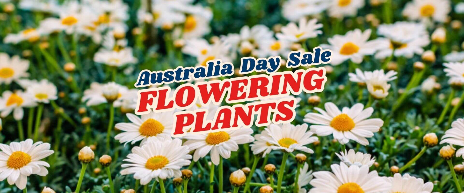 A field of white daisies with yellow centres and green leaves; overlaid text reads "Green Friday Sale Part 2 – Australia Day Sale Flowering Plants.