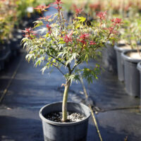A potted Japanese maple tree with red-tipped leaves stands on a black ground covering in an outdoor nursery among other potted plants.