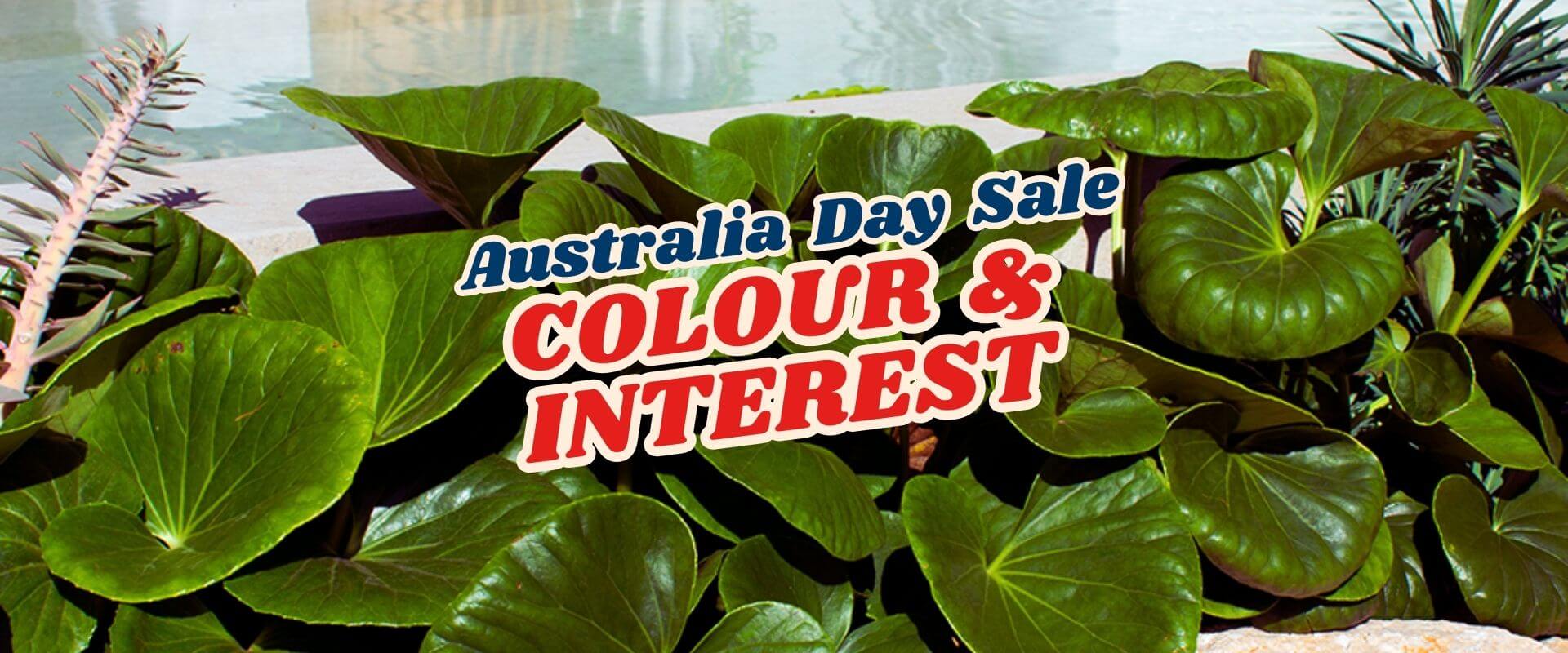 Large green leaves by water with text overlay reading "Green Friday Sale Part 2. Colour & Interest" in bold letters.