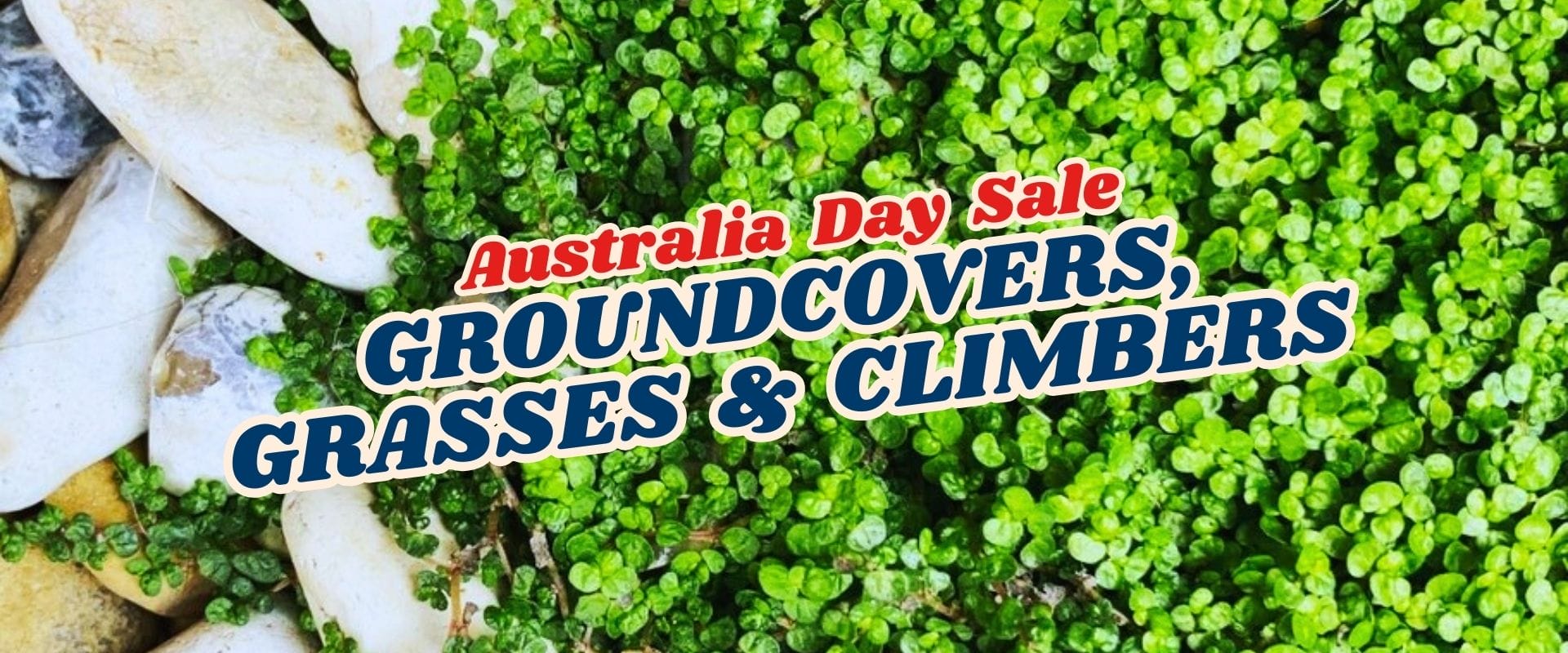 A close-up of green plants, perfect for showcasing nature’s beauty during the Australia Day Flash Sale – Part 2.