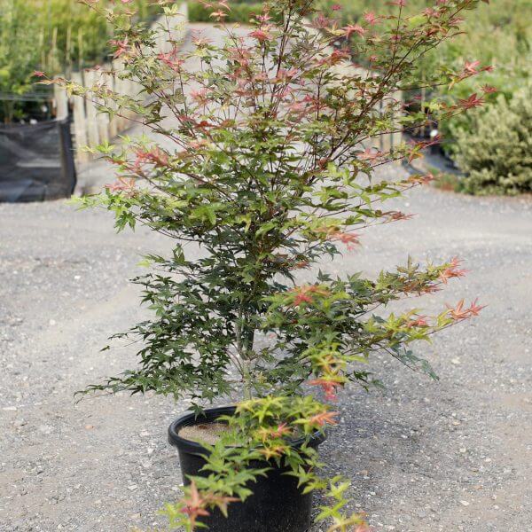 An Acer ‘Otome Zakura’ Japanese Maple in a 20" pot, featuring green and reddish leaves, is displayed on gravel at an outdoor garden centre.