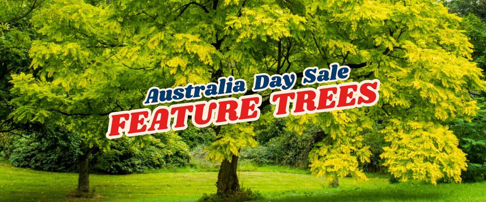 Large green and yellow trees in a park with text overlay: "Green Friday Sale Part 2 – Australia Day Sale FEATURE TREES" in bold letters.