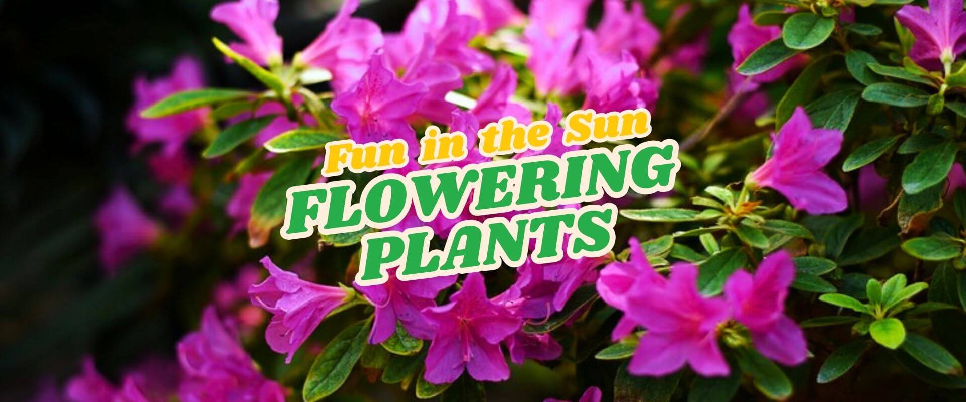 Pink flowering plants with green leaves in sunlight; overlaid text reads "FUN IN THE SUN Flash Sale: Flowering Plants.