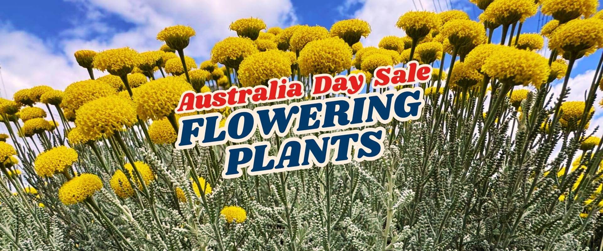 Yellow flowering plants with green stems stretch under a blue sky. Text over image reads: “Australia Day Flash Sale - Part 2—Flowering Plants.”.