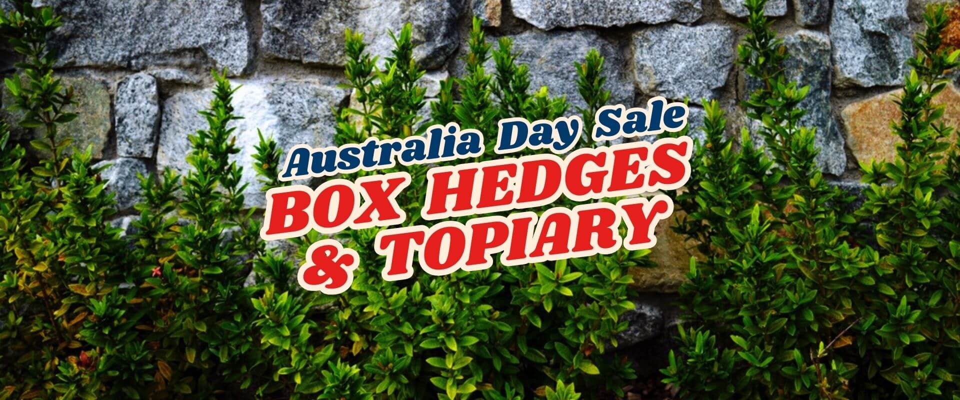 Box hedges and topiary in front of a stone wall with text promoting our Green Friday Sale Part 2 for Australia Day.