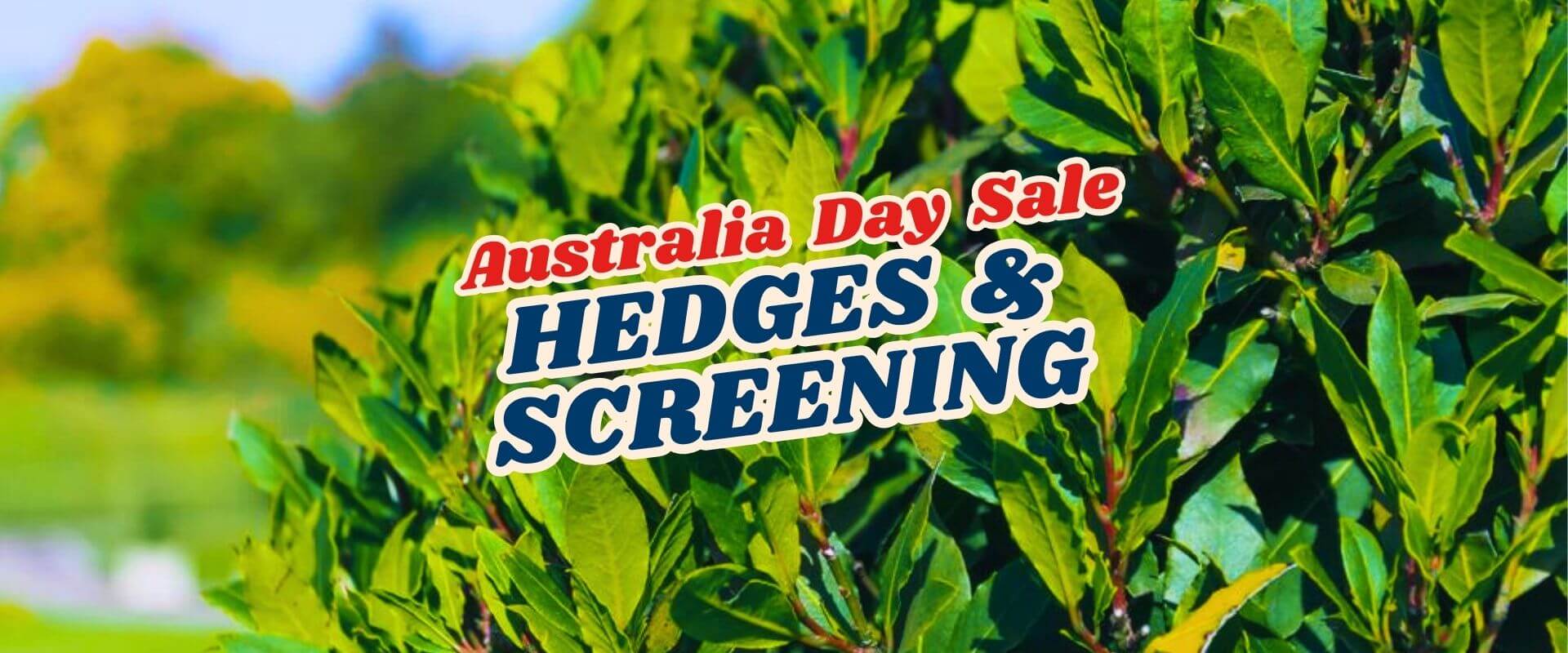 Close-up of green hedge leaves with a sign reading "Australia Day Flash Sale - Part 2: Hedges & Screening" in bold text.