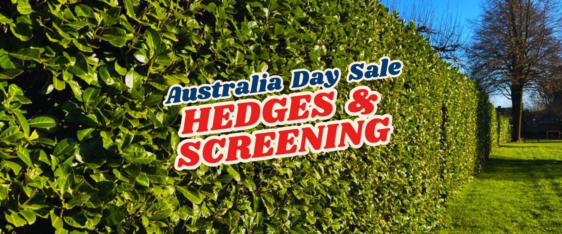 A tall, neatly trimmed hedge in sunlight with overlaid text promoting the Green Friday Sale Part 2—celebrate Australia Day with great deals on hedges and screening plants.