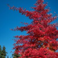 The Acer rubrum 'Bowhall' 10" Pot features vibrant red autumn foliage set against a blue sky, with lush green trees in the background.