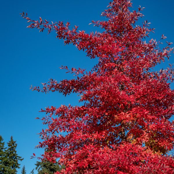 The Acer rubrum 'Bowhall' 10" Pot features vibrant red autumn foliage set against a blue sky, with lush green trees in the background.