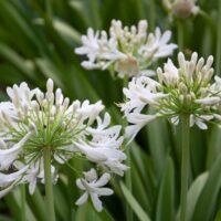 White agapanthus flowers in bloom with green leaves in the background.