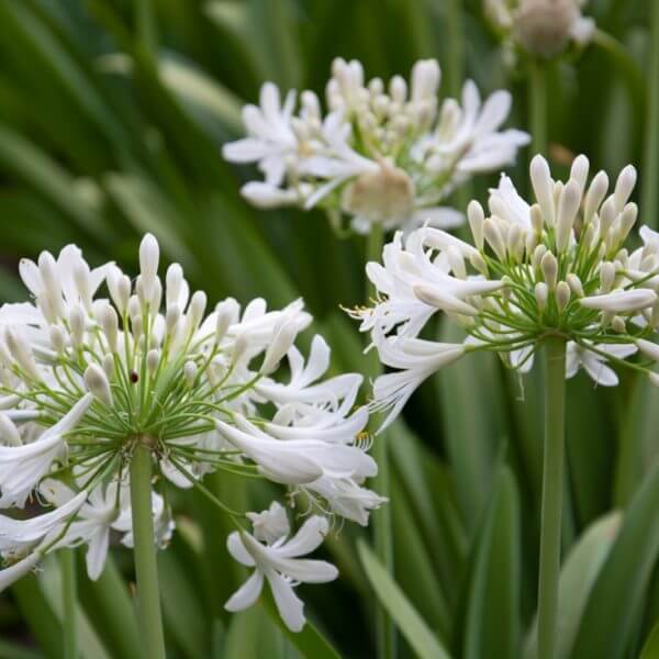 White agapanthus flowers in bloom with green leaves in the background.