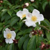 Camellia shrubs display white flowers with yellow centres blooming among green leaves and unopened buds.
