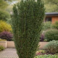 Lagerstroemia 'Pinky Pink™' Crepe Myrtle 8" Pot is an upright evergreen shrub with dense dark green foliage, perfect for adding year-round beauty to any landscaped garden.