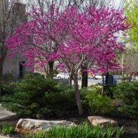 The Cercis 'Little Woody' Redbud 12" Pot features vibrant pink blossoms, set among green shrubs, rocks, and a pavement with parked cars in the background.