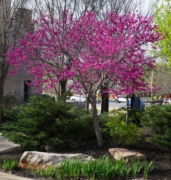 The Cercis 'Little Woody' Redbud 12" Pot features vibrant pink blossoms, set among green shrubs, rocks, and a pavement with parked cars in the background.