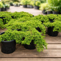 Several Juniperus 'Creeping Juniper' plants in 8" pots with dense green foliage are displayed on a wooden surface outdoors.