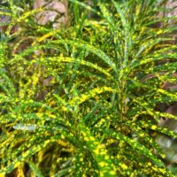 Codiaeum 'Gold Dust' 8" Pot