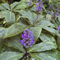Broad green leaves and clusters of small purple-blue flowers grow densely in a lush garden, featuring the vibrant Dichorisandra 'Blue Ginger' in a 20cm pot.