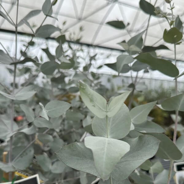 Close-up of eucalyptus plant with pale green leaves inside a glasshouse, with blurred background and plant labels visible at the bottom.