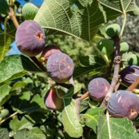 A close-up of ripe Ficus 'Black Tuscan' Fig Tree figs in a 10" pot, growing among green leaves in bright sunlight.