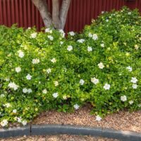 Gardenia 'Magnifica'