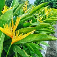 A row of Heliconia 'Golden Torch' 8" Pots, featuring vibrant yellow blooms and lush green leaves, lines the edge of a curved path in the outdoor garden.