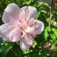 A light pink hibiscus blooms among green leaves beside a Lagerstroemia 'Tuscarora' Crepe Myrtle 16" Pot (Bush Form), photographed outdoors in natural sunlight.