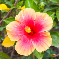 A close-up of a hibiscus flower with yellow and pink petals and a prominent yellow stamen, surrounded by green leaves.