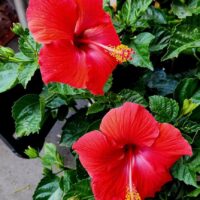 Two vibrant red hibiscus flowers with yellow-tipped stamens bloom among green leaves.