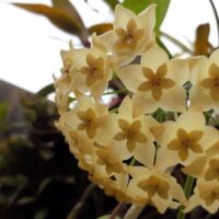 Close-up of a cluster of pale yellow star-shaped Hoya 'Merrillii' flowers with green leaves, displayed in a 5" hanging basket.