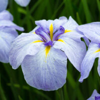 Iris ensata 'Ocean Mist' 8" Pot features light purple blooms with yellow centres and lush green foliage in the background.