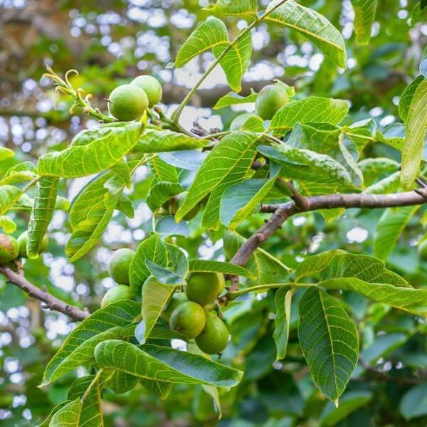 A walnut tree branch with clusters of unripe green walnuts and broad green leaves.