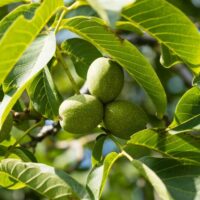 Close-up of three unripe walnuts growing on a tree, surrounded by green leaves in sunlight.