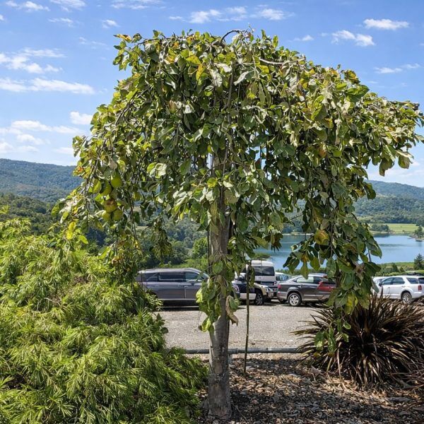 A small tree with drooping branches stands in front of parked cars, with a lake, hills, and scattered clouds in the background.