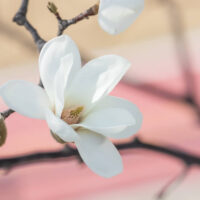 Close-up of Magnolia 'Phelan Bright' in bloom on a branch, set against a softly blurred pink and beige background. Suitable for planting in a 13" pot.