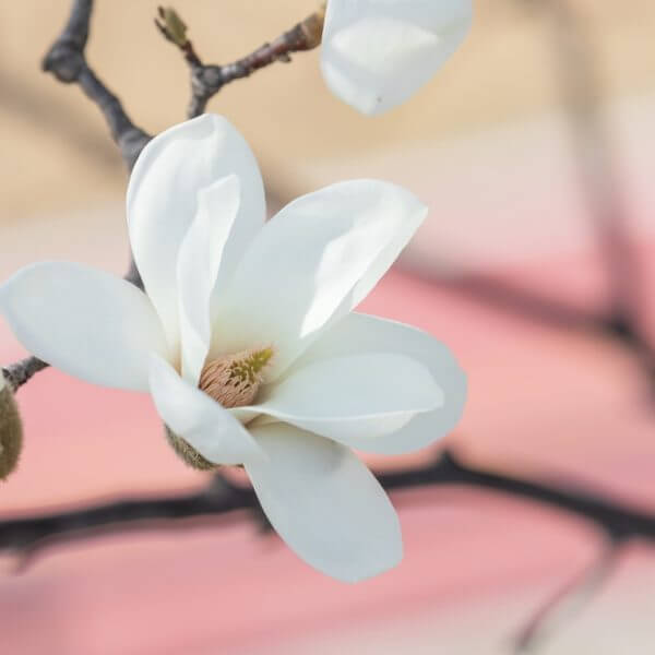 Close-up of Magnolia 'Phelan Bright' in bloom on a branch, set against a softly blurred pink and beige background. Suitable for planting in a 13" pot.